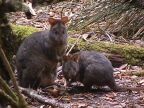 Pademelon.JPG (78 KB)